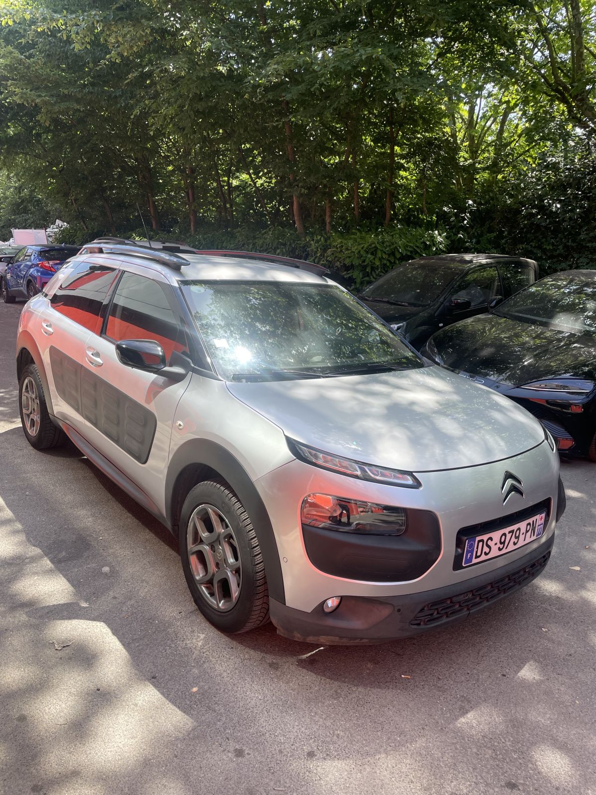 c4 cactus